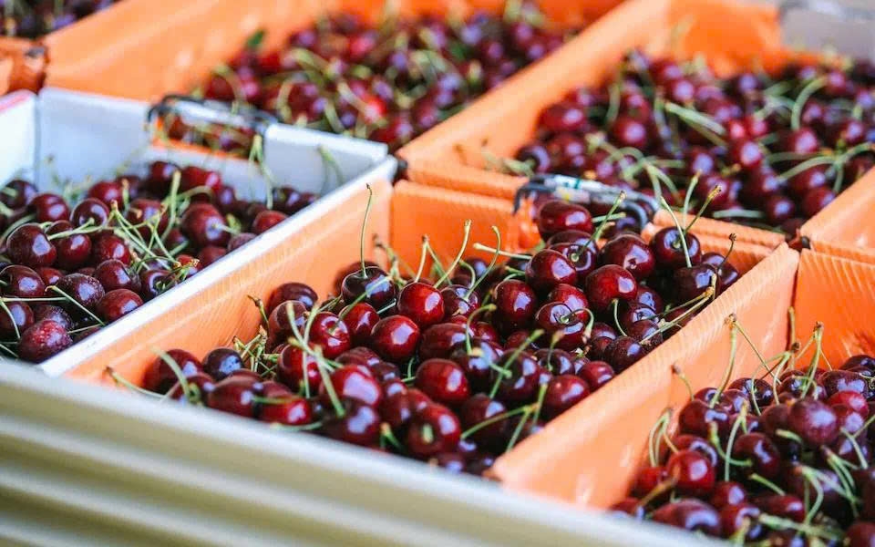 Fruit imports from US and Chile surge in Vietnam amid overall decline